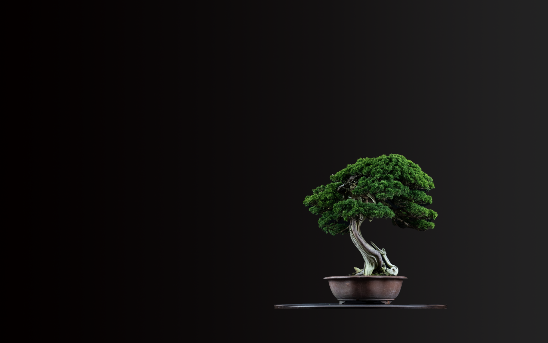 盆栽の魅力
